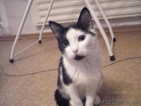 Молодой котик, 1 год - Изображение #2, Объявление #62818