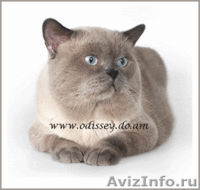 Британский кот, - Изображение #8, Объявление #378268