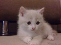 Милый симпатичный котенок в добрые руки - Изображение #1, Объявление #465650