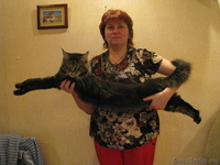 продам котят Мейн-кун кошки-великаны - Изображение #1, Объявление #515502