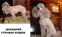 Профессиональная стрижка собак и кошекобак и кошек - Изображение #6, Объявление #636877