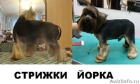 Профессиональная стрижка собак и кошекобак и кошек - Изображение #1, Объявление #636877