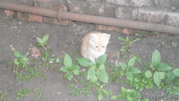 !Отдадим котяток в добрые руки.Красивые,пушистенькие - Изображение #1, Объявление #686427