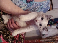 Котят ищут новый дом - Изображение #2, Объявление #946092