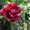 Большой выбор саженцев сибирских роз, винограда, плодовоягодных - Изображение #1, Объявление #10937