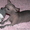 Голая собака мини мексиканская #18029