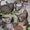 Продам лысых голороденных кожаных-липких  котят Петербургского сфинкса Peterbald #109976