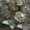 Готовые грибные блоки Вешенки - Изображение #2, Объявление #129926