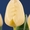 продам тюльпаны - Изображение #10, Объявление #154702