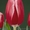 продам тюльпаны - Изображение #2, Объявление #154702