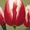 продам тюльпаны - Изображение #9, Объявление #154702