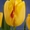 продам тюльпаны - Изображение #4, Объявление #154702
