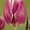 продам тюльпаны - Изображение #5, Объявление #154702