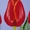 продам тюльпаны - Изображение #7, Объявление #154702