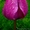 тюльпаны оптом новосибирск 8-913-728-21-25 Бугринская роща - Изображение #9, Объявление #168886