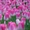 тюльпаны оптом новосибирск 8-913-728-21-25 Бугринская роща - Изображение #3, Объявление #168886