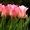 тюльпаны оптом новосибирск 8-913-728-21-25 Бугринская роща - Изображение #10, Объявление #168886