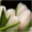 тюльпаны оптом новосибирск 8-913-728-21-25 Бугринская роща - Изображение #5, Объявление #168886
