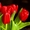 тюльпаны оптом новосибирск 8-913-728-21-25 Бугринская роща - Изображение #4, Объявление #168886