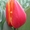 тюльпаны оптом новосибирск 8-913-728-21-25 Бугринская роща - Изображение #2, Объявление #168886