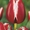 тюльпаны оптом новосибирск 8-913-728-21-25 Бугринская роща - Изображение #6, Объявление #168886