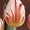 тюльпаны оптом новосибирск 8-913-728-21-25 Бугринская роща - Изображение #8, Объявление #168886