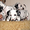 очень милые щенки далматина - Изображение #2, Объявление #169466