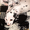 очень милые щенки далматина - Изображение #1, Объявление #169466