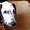 очень милые щенки далматина - Изображение #3, Объявление #169466