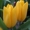 тюльпаны оптом новосибирск 8-913-728-21-25 Бугринская роща - Изображение #7, Объявление #168886