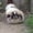 Продам шикарных щенков пекинеса - Изображение #4, Объявление #317144
