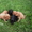 Продам щенков английского спаниеля - Изображение #4, Объявление #328695