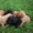 Продам щенков английского спаниеля - Изображение #5, Объявление #328695