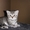 Продается котенок породы Шотлалдская КШ - Изображение #1, Объявление #333629