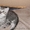 Продается котенок породы Шотлалдская КШ - Изображение #3, Объявление #333629