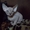 Котята канадского сфинкса к резервированию - Изображение #4, Объявление #354578