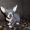 Котята канадского сфинкса к резервированию - Изображение #1, Объявление #354578