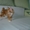 Замечательные и ласковые котята курильского бобтейла - Изображение #1, Объявление #351658