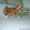 Замечательные и ласковые котята курильского бобтейла - Изображение #2, Объявление #351658