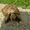 Продам сухопутную черепаху возраста 20 лет  диаметром панциря 20 см . #351354