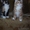 Замечательные и ласковые котята курильского бобтейла - Изображение #4, Объявление #351658