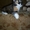 Замечательные и ласковые котята курильского бобтейла - Изображение #6, Объявление #351658