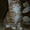 Замечательные и ласковые котята курильского бобтейла - Изображение #3, Объявление #351658