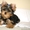 Продам очаровательного щенка йоркширского терьера - Изображение #1, Объявление #384646