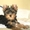Продам очаровательного щенка йоркширского терьера - Изображение #2, Объявление #384646