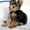 Продам очаровательного щенка йоркширского терьера - Изображение #3, Объявление #384646