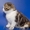 шотландские вислоухие элитные котята ШОУ КЛАССА! - Изображение #1, Объявление #387275