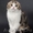 шотландские вислоухие элитные котята ШОУ КЛАССА! - Изображение #2, Объявление #387275