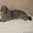 Британский кот, - Изображение #2, Объявление #378268