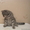 Британский кот, - Изображение #3, Объявление #378268